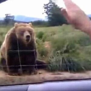 Woman waves to bear from her car, but watch his unexpected response 1 second later