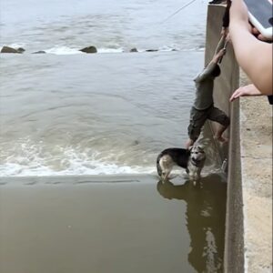 Man Jumps In The River To Save Helpless Dog (VIDEO)